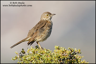 Sage Thrasher (Oreoscoptes montanus)