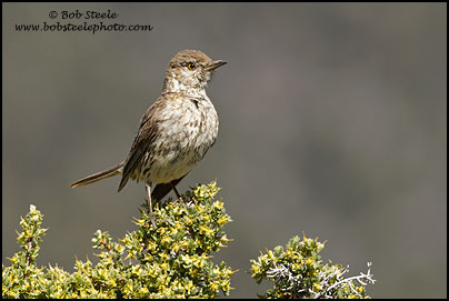 Sage Thrasher (Oreoscoptes montanus)