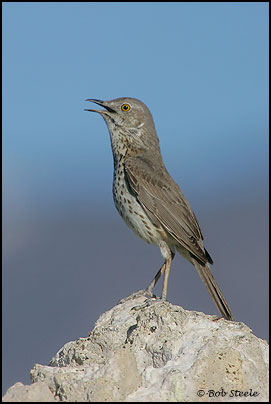 Sage Thrasher (Oreoscoptes montanus)