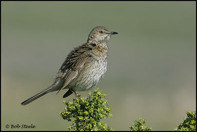 Sage Thrasher (Oreoscoptes montanus)