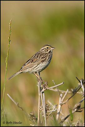 Savannah Sparrow (Passerculus sandwichensis)