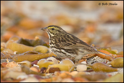 Savannah Sparrow (Passerculus sandwichensis)