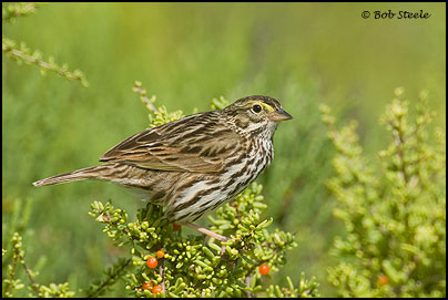 Savannah Sparrow (Passerculus sandwichensis)