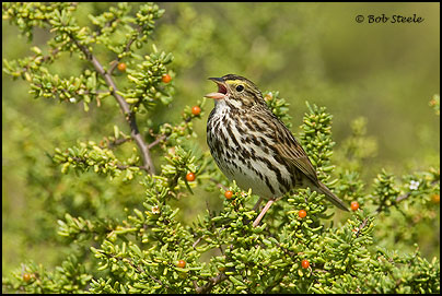 Savannah Sparrow (Passerculus sandwichensis)