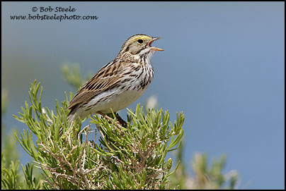 Savannah Sparrow (Passerculus sandwichensis)