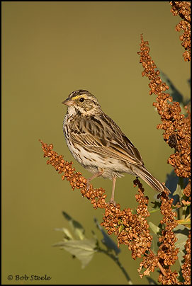 Savannah Sparrow (Passerculus sandwichensis)