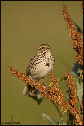 Savannah Sparrow (Passerculus sandwichensis)