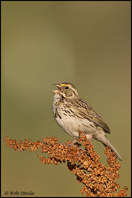 Savannah Sparrow (Passerculus sandwichensis)