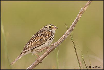 Savannah Sparrow (Passerculus sandwichensis)