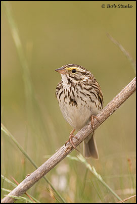 Savannah Sparrow (Passerculus sandwichensis)