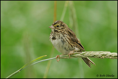 Savannah Sparrow (Passerculus sandwichensis)