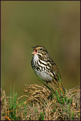 Savannah Sparrow (Passerculus sandwichensis)