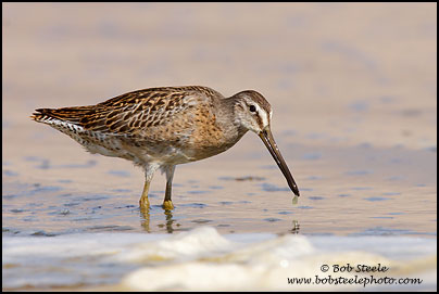 Short-billed Dowitcher (Limnodromus griseus)