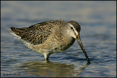 Short-billed Dowitcher (Limnodromus griseus)