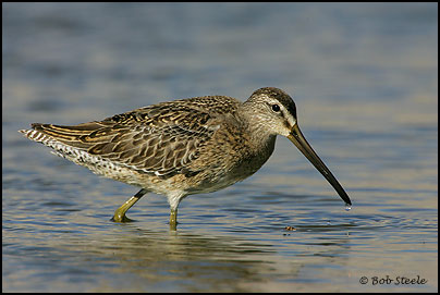Short-billed Dowitcher (Limnodromus griseus)