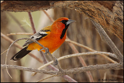 Streak-backed Oriole (Icterus pustulatus)