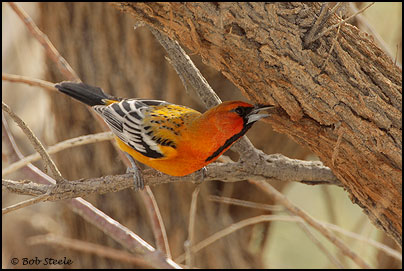 Streak-backed Oriole (Icterus pustulatus)