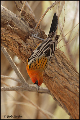 Streak-backed Oriole (Icterus pustulatus)
