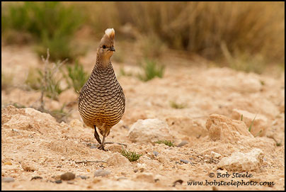 Scaled Quail (Callipepla squamata)