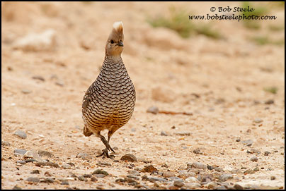 Scaled Quail (Callipepla squamata)