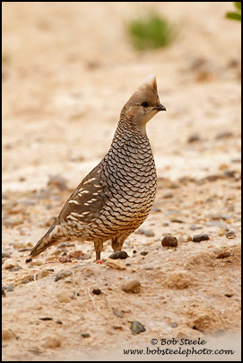 Scaled Quail (Callipepla squamata)