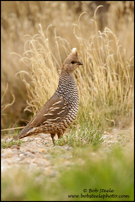 Scaled Quail (Callipepla squamata)
