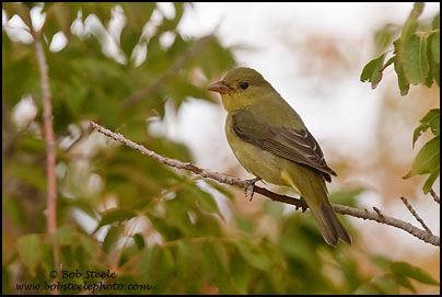 Scarlet Tanager (Piranga olivacea)