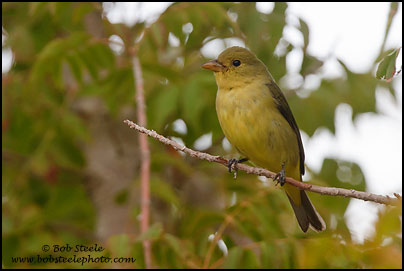 Scarlet Tanager (Piranga olivacea)