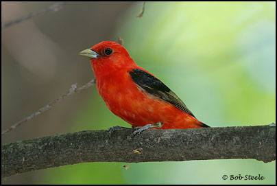 Scarlet Tanager (Piranga olivacea)