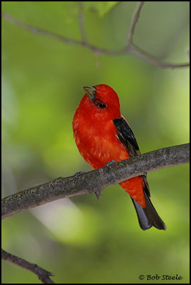 Scarlet Tanager (Piranga olivacea)