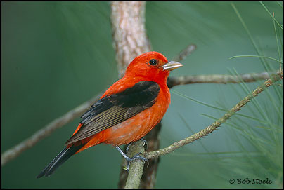 Scarlet Tanager (Piranga olivacea)