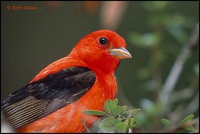Scarlet Tanager (Piranga olivacea)