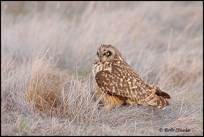 Short-eared Owl (Asio flammeus)