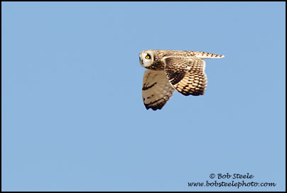 Short-eared Owl (Asio flammeus)