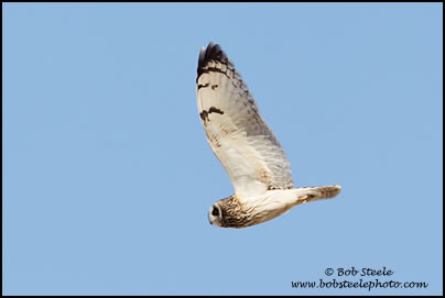 Short-eared Owl (Asio flammeus)