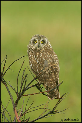 Short-eared Owl (Asio flammeus)