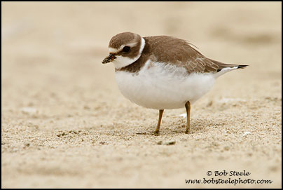 Semipalmated Plover (Charadrius semipalmatus)