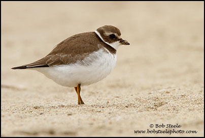 Semipalmated Plover (Charadrius semipalmatus)