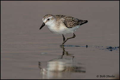 Semipalmated Sandpiper (Calidris pusilla)
