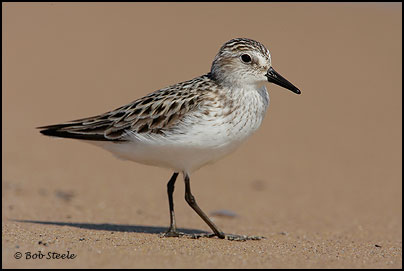 Semipalmated Sandpiper (Calidris pusilla)