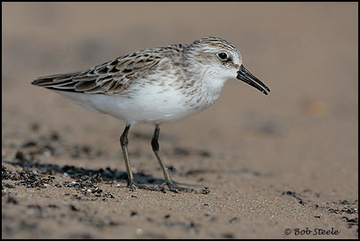 Semipalmated Sandpiper (Calidris pusilla)