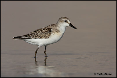 Semipalmated Sandpiper (Calidris pusilla)