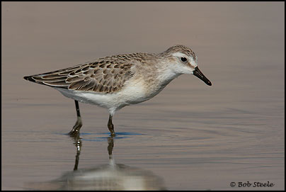Semipalmated Sandpiper (Calidris pusilla)