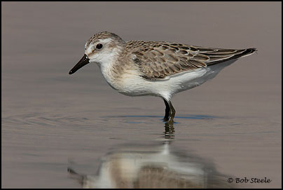 Semipalmated Sandpiper (Calidris pusilla)