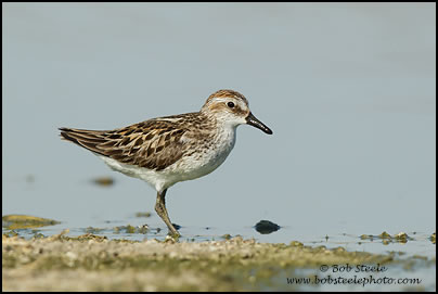 Semipalmated Sandpiper (Calidris pusilla)