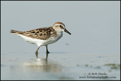 Semipalmated Sandpiper (Calidris pusilla)