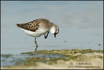 Semipalmated Sandpiper (Calidris pusilla)