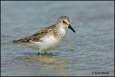 Semipalmated Sandpiper (Calidris pusilla)