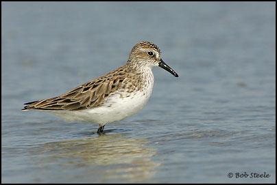 Semipalmated Sandpiper (Calidris pusilla)