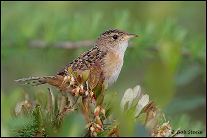 Sedge Wren (Cistothorus platensis)